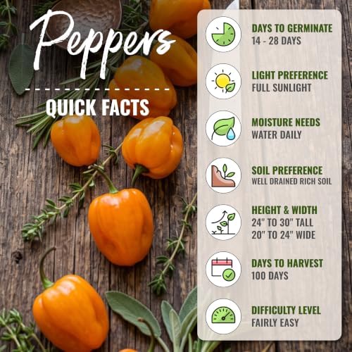 Seed Needs Scotch Bonnet Hot Pepper Seeds to Plant Vegetables - 20 Packs - Image 4