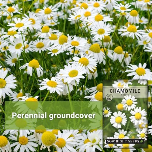 Sow Right Seeds - Roman Chamomile Seed for Planting Medicinal Herb Garden - Image 5