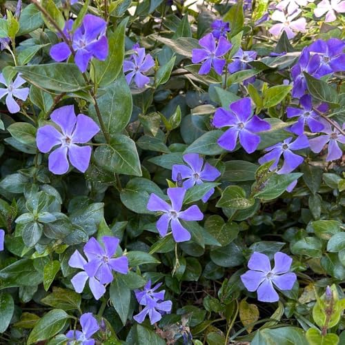 50 Vinca Periwinkle Live Plants - Vinca Minor Ground Cover Plants - Image 4