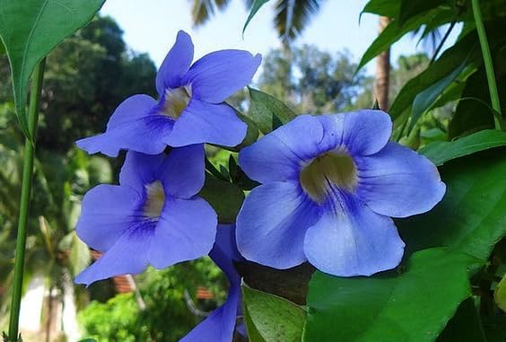 Thunbergia Grandiflora Plants | Pack of 2 (Two) | 5-9 Inch Blue Trumpet Vine | Sky Vine/Bengal Clock Vine | Fast-Growing Large Climber for Fences, Arbors & Privacy Screens by Unknown