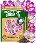 HOME GROWN Candystripe Cosmos Seeds, 1200 Seeds, Cosmos bipinnatus by HOMEGROWN