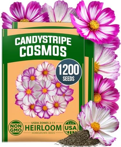 HOME GROWN Candystripe Cosmos Seeds, 1200 Seeds, Cosmos bipinnatus by HOMEGROWN