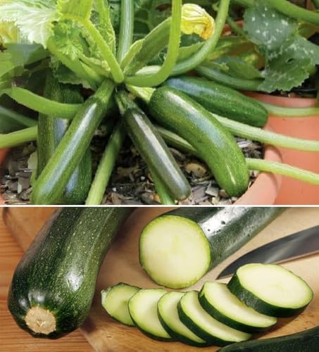 30+ Squash Zucchini Seeds Non-GMO Summer Squash Cucurbita Pepo Mexican Grey Squash Heirloom Vegetable by Unknown