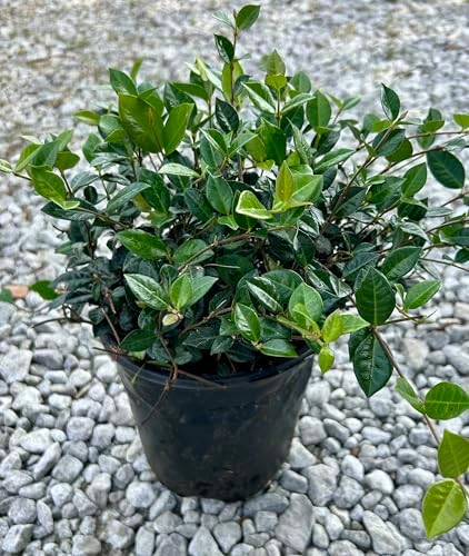 Asiatic Jasmine Ground Cover Plant, Live 1 Gallon Container, Evergreen Vine by RogersPlantNursery