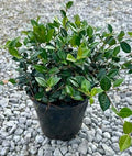 Asiatic Jasmine Ground Cover Plant, Live 1 Gallon Container, Evergreen Vine by RogersPlantNursery