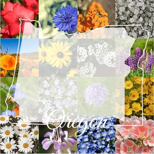 Western Oregon Wildflower Seed Mix, 1/2lb Covers 1,500 sq ft, Multi-Color Perennial and Annual Non-GMO Blooms, Spring and Fall Planting in Pacific Northwestern United States (1/2 Pound) by PaperStreetPerennials