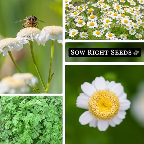Sow Right Seeds - Feverfew Seed for Planting Perennial Medicinal Herb 3pk - Image 4