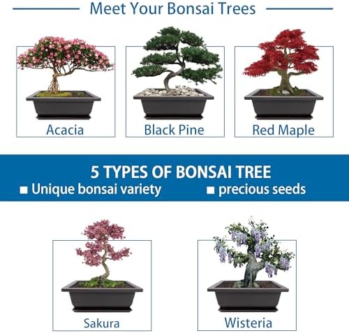 Bonsai Starter Kit, 5 Seeds Growing into Acacia, Wisteria, Sakura, Red Maple and Black Pine, Including Complete Gardening Tools with A Gift Box for Men Women Beginners - Image 3