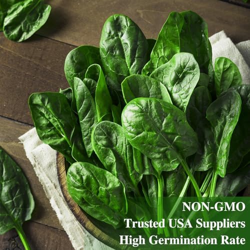 Groundio 350+ Bloomsdale Spinach Seeds, Heirloom Non-GMO, Slow Bolt Cold Hardy Leafy Greens for Home Garden Backyard Planting (Spinacia oleracea) - Image 5