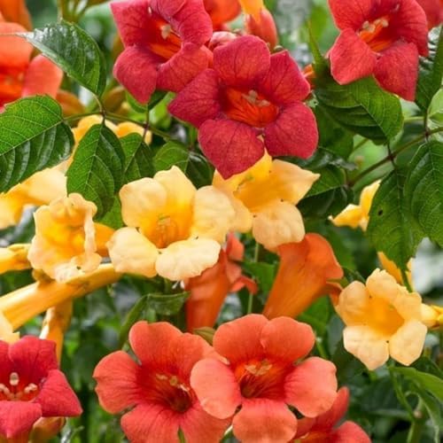 Hummingbird Trumpet Vine Seeds, 300 PCS, Fast-Growing Climbing Flowering Vine, Bright Orange Red Blooms, Attracts Hummingbirds & Butterflies, Hardy Perennial for Fence, Trellis & Garden - Image 3