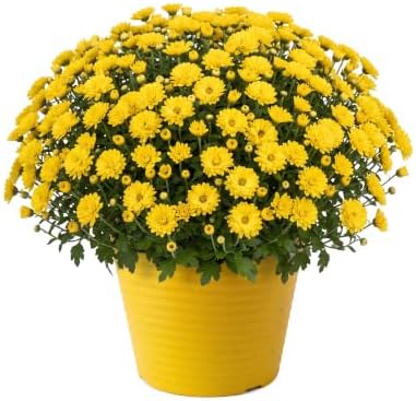 Chrysanthemum (Color Match Deco Pot), Yellow Blooms, Live Fall Flowering Perennial, 15" Tall by 12" Wide in 3 Qt Pot by TheThreeCompany