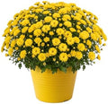 Chrysanthemum (Color Match Deco Pot), Yellow Blooms, Live Fall Flowering Perennial, 15" Tall by 12" Wide in 3 Qt Pot by TheThreeCompany