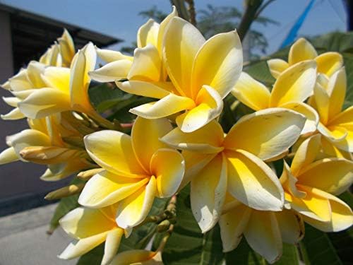 Hawaiian Rare Yellow Plumeria Live Plant Cutting - Fragrant Tropical Plant - Image 2
