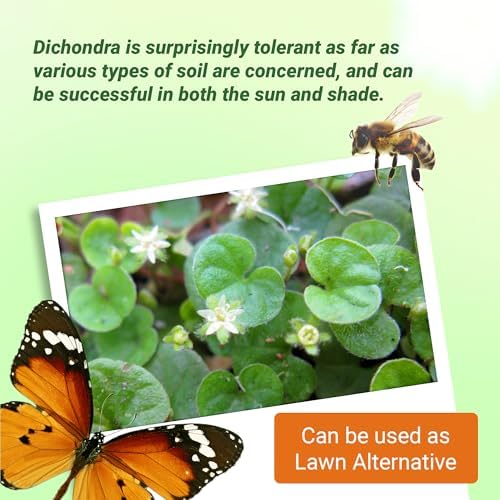 Outsidepride Perennial Dichondra Repens Seeds - 1 lb Dense Green, Low-Maintenance Ground Cover Seeds for Planting, Ideal Lawn Alternative in Sun or Shady Areas & Erosion Control in USDA Zones 8-11 - Image 5