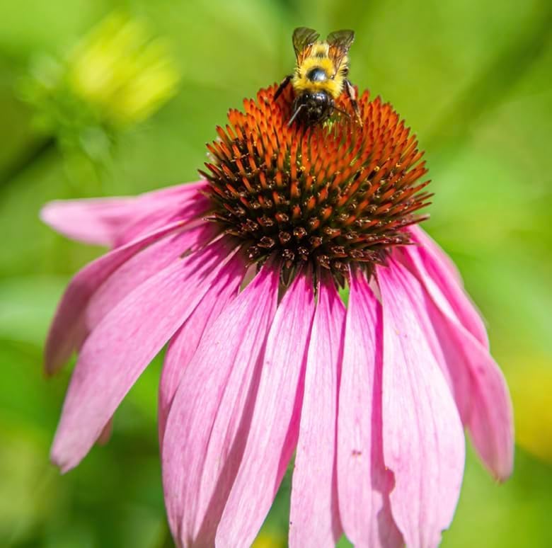 3 Live Purple Coneflower Plants (Echinacea purpurea) Perennial Wildflowers from My Home Park – Individually Potted in 4” Pots – 4–8” Tall on Arrival - Not Seeds – Supports Pollinators – Zones 4–8 - Image 6