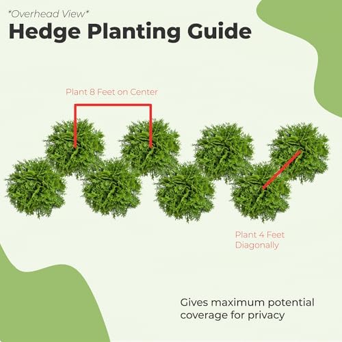 Perfect Plants Thuja Green Giant Arborvitae, 1 Gallon, Privacy Trees - Image 6