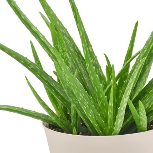 Arcadia Garden Products Live Aloe Vera Succulent Easy Indoor Houseplant in Plastic Pot, Air Purifying Ornamental Plant Gift for Home and Garden Décor, 6 Inch - Image 3