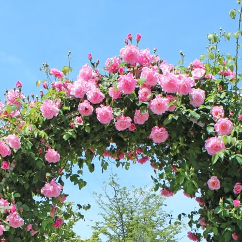 Pink Blossom Climbing Live Rose Plant, Flower, 5-10 Inch Tall - Image 4