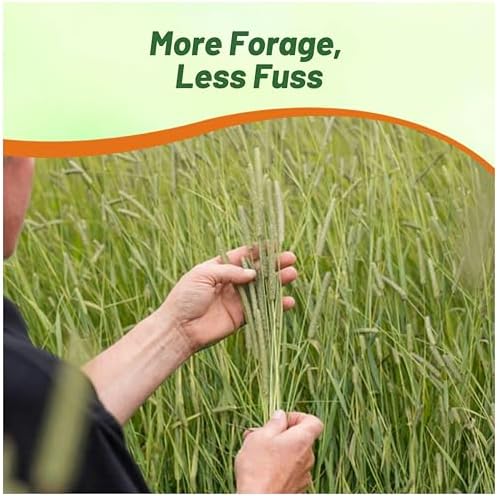 Outsidepride Climax Timothy Pasture Grass Seed - 50 Lbs. Perennial, Hardy, Easy to Grow, High-Yield, & Palatable, Winter Pasture Seed for Late-Spring Grazing, Hay Harvesting & Field Curing - Image 6