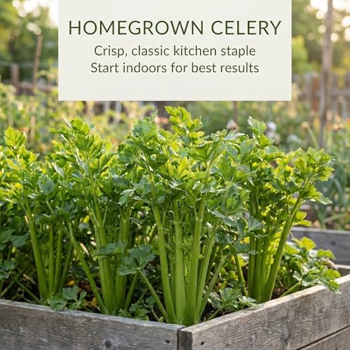 2000 Celery Seeds for Planting - Tall Utah 52-70 - Heirloom, Non-GMO, USA Grown by RDR Seeds - Image 3