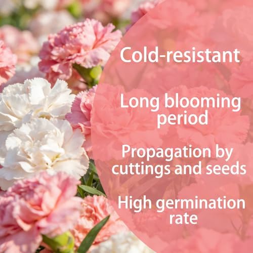 Carnation Seeds for Planting, Annual Fragrant Flowers, Cut-Flower Mix - Image 2