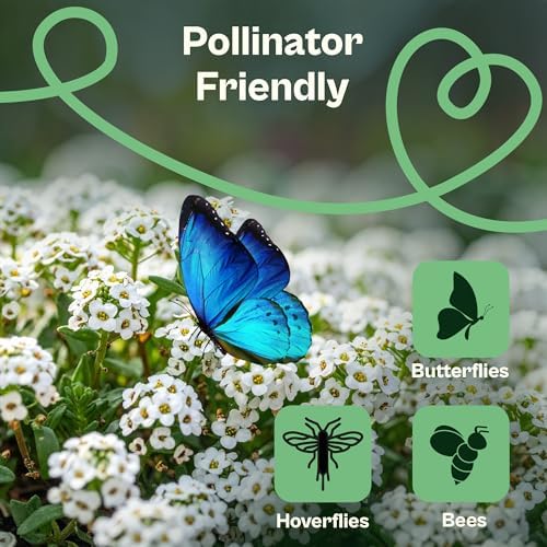 SVI 3000 Carpet of Snow Sweet Alyssum Seeds (Lobularia maritima) – White Sweet Alyssum Seed Packets Bulk – Ground Cover Seed Pack, Flower Seeds for Outside, Containers, Flower Beds - Image 4
