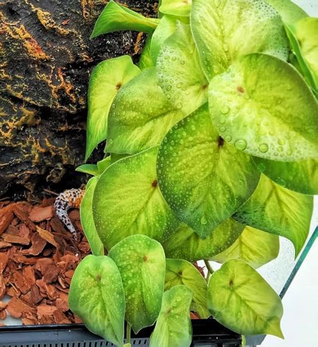 Reptile Plants for Terrarium,Habitat Decor,Hanging Plant with Suction Cup - Image 3