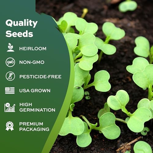 500 Brussel Sprout Seeds for Planting - Heirloom Non-GMO USA Grown - Long Island Improved Variety - Cool Weather Vegetable Seeds for Home Garden Planting by RDR Seeds - Image 5