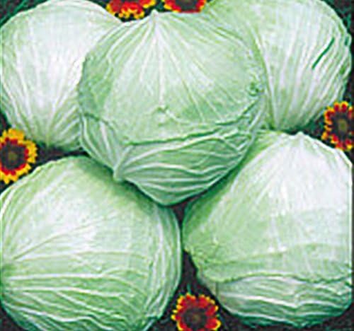 Cabbage Late Flat Dutch Great Heirloom Vegetable By Seed Kingdom Bulk 5 Lb Seeds by Seed+Kingdom