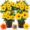 4 Yellow Hibiscus Live Plants, Flowering Shrubs, 488" Tall by Unknown