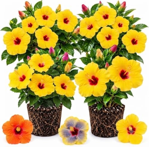 4 Yellow Hibiscus Live Plants, Flowering Shrubs, 488" Tall by Unknown