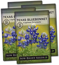 Sow Right Seeds - Texas Bluebonnet Seed for Planting Wildflower Garden 4pk by SowRightSeeds