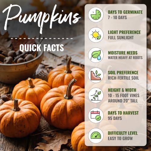 Seed Needs Jack Be Little Pumpkin Seeds to Plant Vegetables - 5 Packs - Image 4