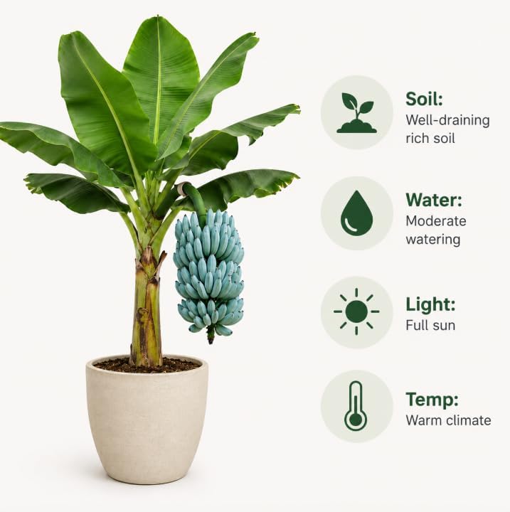 Blue Java Banana Plant Live 8 to 10 Inch Tall, Ice Cream Banana Plant Starter, Tropical Fruit Tree for Outdoor Garden, No in CA - Image 4