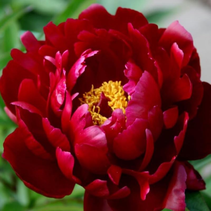 15+ Dark Red Peony Seeds Garden Double Blossom Flowers Garden Planting - Image 4