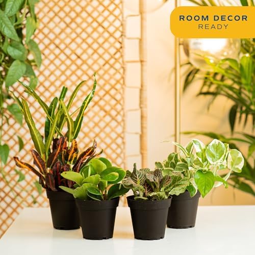 Costa Farms Live Indoor Houseplant Pack, Live Indoor Plants, Easy Care - Image 2