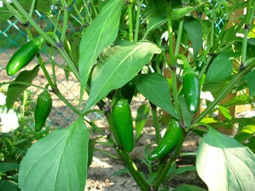 Fool You Jalapeno Live Pepper Plants, Non-GMO, 4"-6" Tall, 2 Pack by Unknown