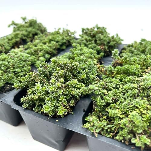 6 Elfin Thyme – Low-Growing, Fragrant Evergreen Groundcover for Borders, Rock Gardens & Containers – (Thymus serpyllum 'Elfin') in 2.5″ Cubes, Live Plants - Image 7