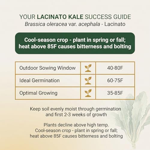 1000 Lacinato Kale Seeds for Planting - Tuscan Heirloom Dinosaur Kale, Non-GMO, USA Grown by RDR Seeds - Image 3