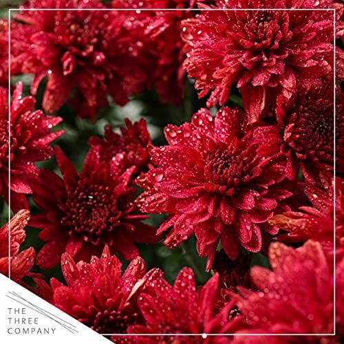 Chrysanthemum (2 Pack) - Red Blooms, Live Fall Flowering Perennial, 13" Tall by 12" Wide in 3 Qt Pot - Image 2