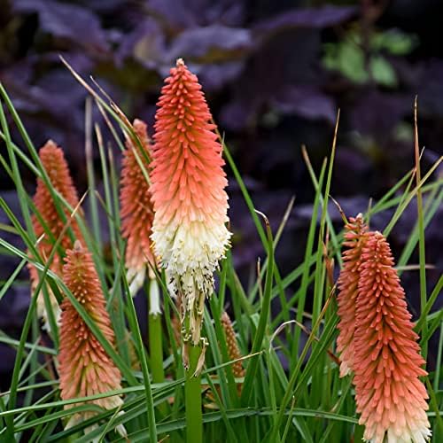 Votaniki High Roller Kniphofia Bare Root - Perennial, Vibrant Red and Yellow Flowers | Red Hot Poker - Perfect for Landscaping, Borders, and Containers (2 Pack) - Image 2