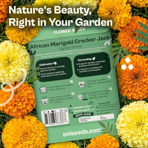 SVI 400 African Cracker Jack Marigold Heirloom Flower Seeds, Tagetes erecta - Image 2