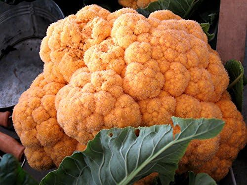 Cheddar Cauliflower Live Plant, 4 to 6 Inches Tall, Ready for Garden Planting, Pack of 2 by Unknown