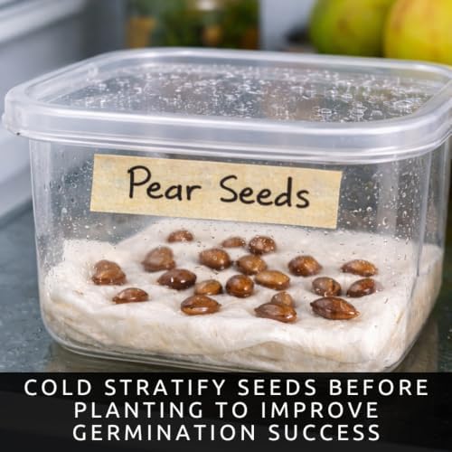 Pear Bonsai Tree Seeds for Planting - Mini Fruit Tree - 15 Premium Seeds - Image 6
