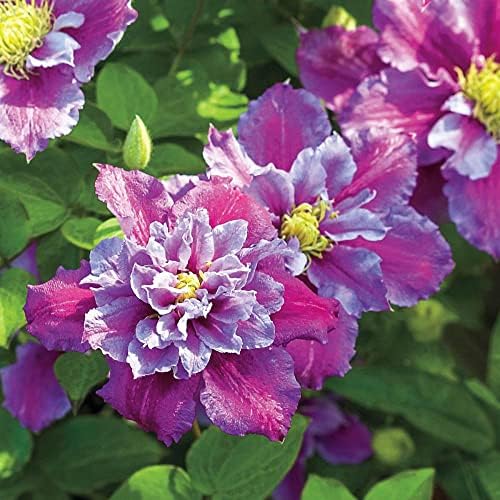 Piilu Clematis Vine - Heaviest Blooming Clematis - 2.5" Pot - Little Duckling - Image 4