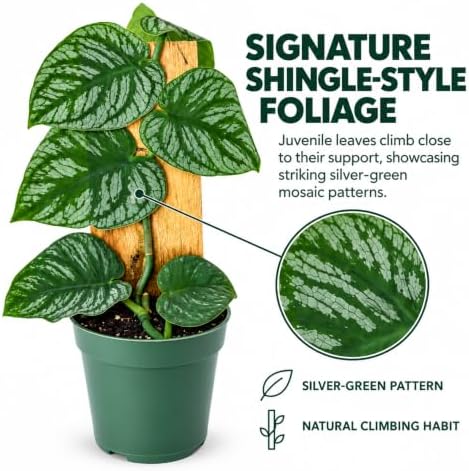 Monstera Dubia Live Plant, Rare Shingle Climbing Indoor Houseplant - Image 2