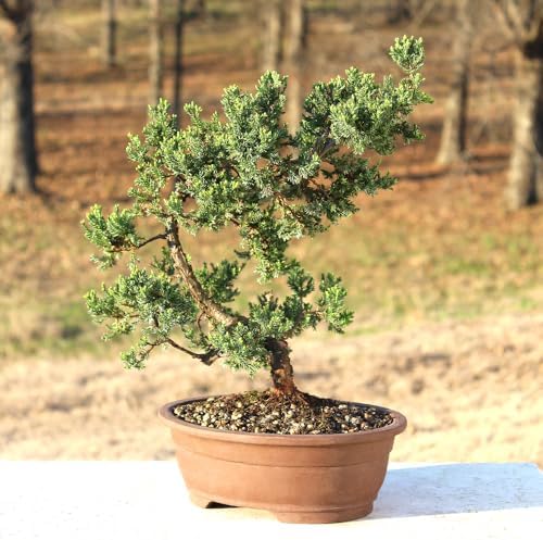 Brussel's Bonsai - Large Juniper Live Bonsai Tree, Potted Outdoor Plant - Image 5