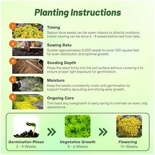 Outsidepride Acre Sedum Seeds - 5000 Pcs Perennial Ground Cover Seeds for Planting, Cold-Hardy & Heat-Tolerant Succulent Plants, Ideal for Rock Gardens, Containers, and Xeriscaping - Image 5
