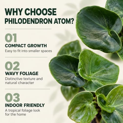 Philodendron Atom Live Plant - Rare Compact Indoor Houseplant & Leafy Gift - Image 3