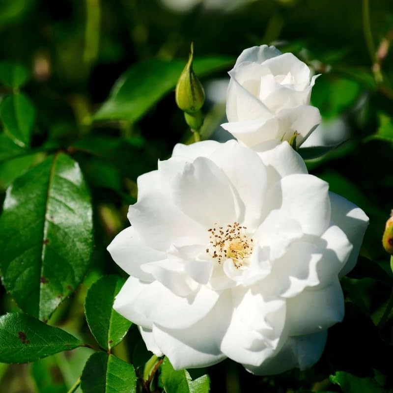 White Climbing Rose Live Plant, Flower, 5-10 Inch Tall - Image 6